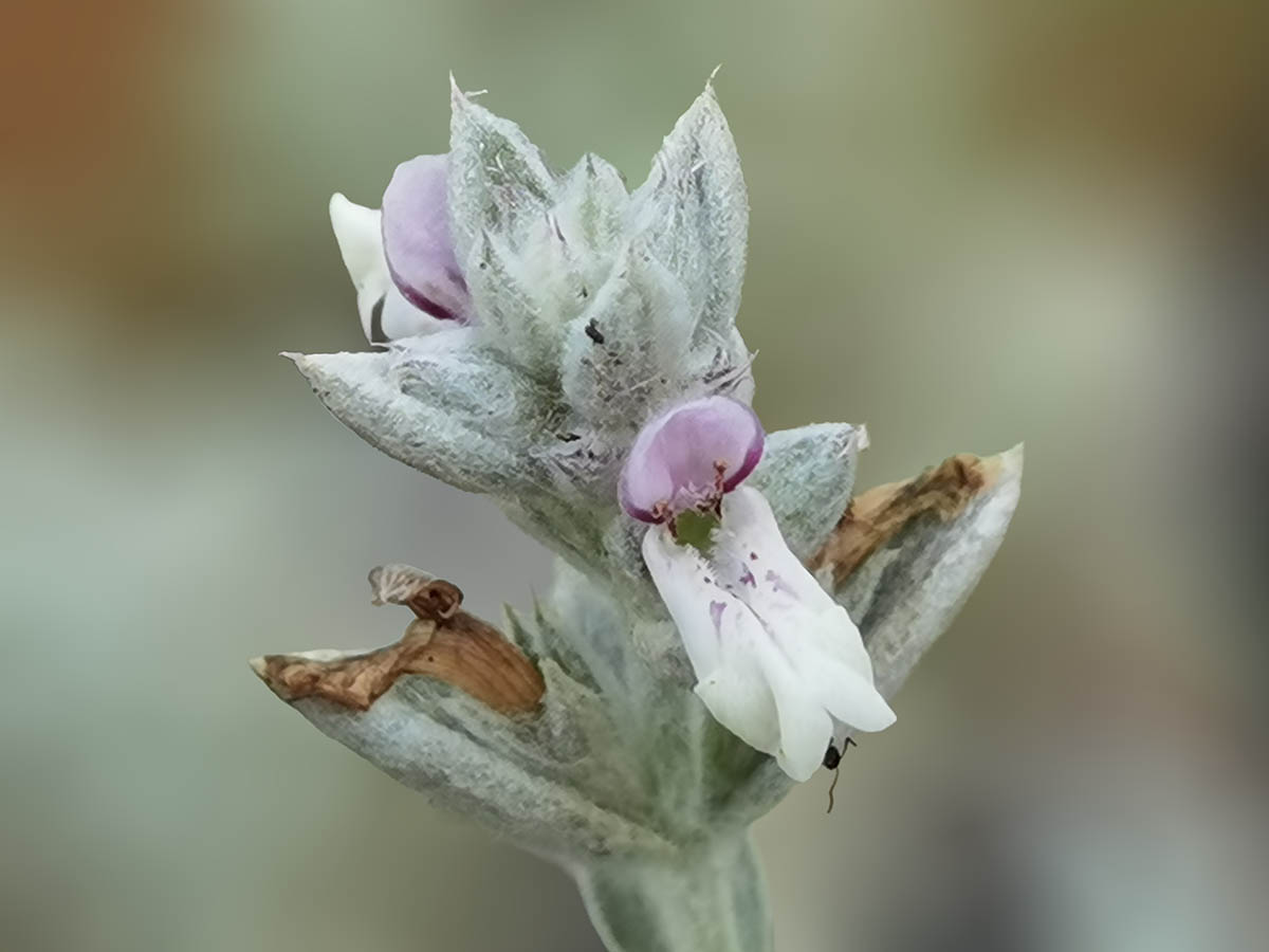 Stachys sp